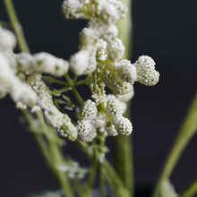 Load image into Gallery viewer, Gypsophilia White