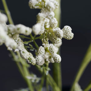 Gypsophilia White